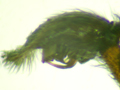 Pardosa pullata